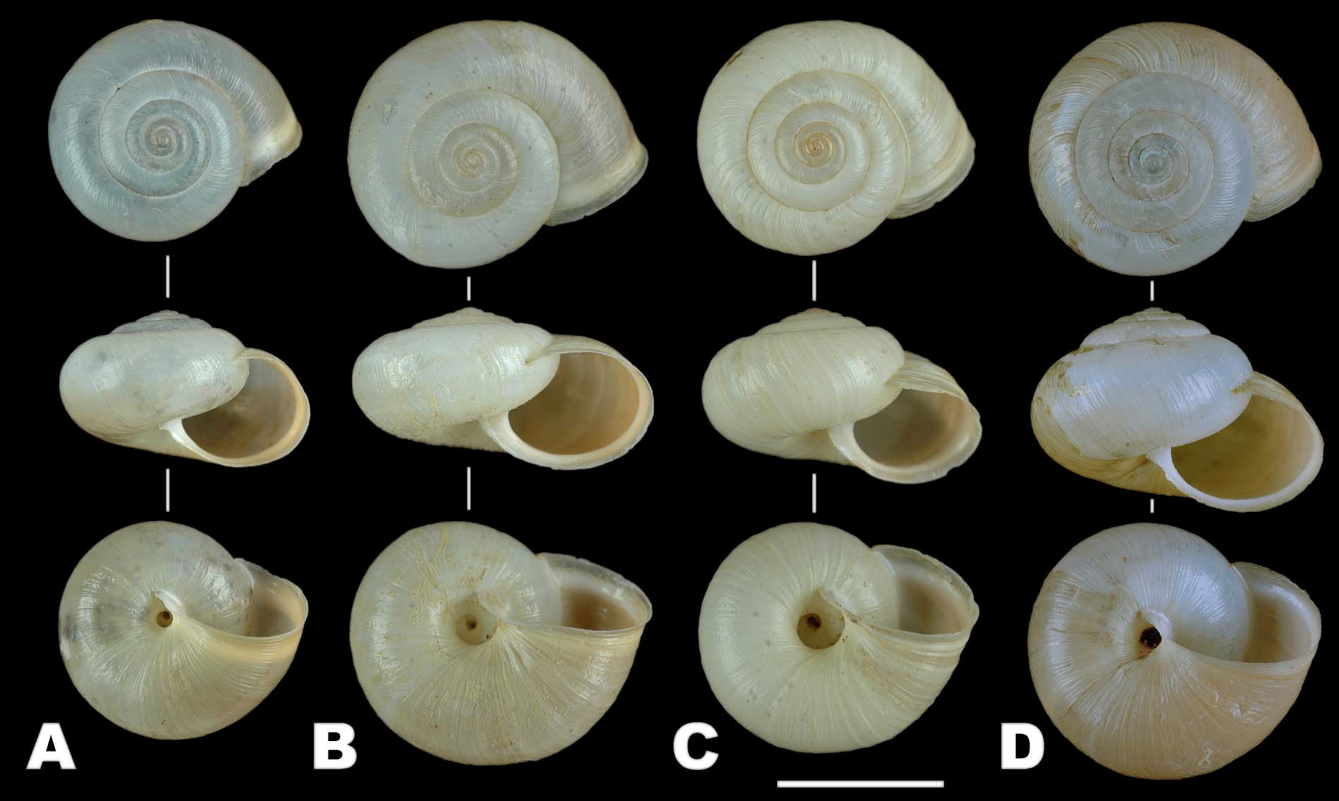 Monacha appenniniche del gruppo cantiana